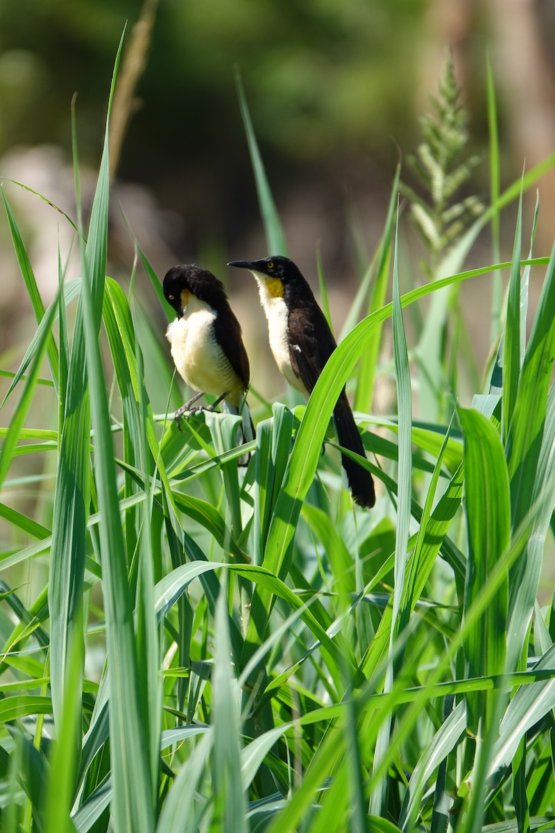 Donacobe à miroir - ML637883655