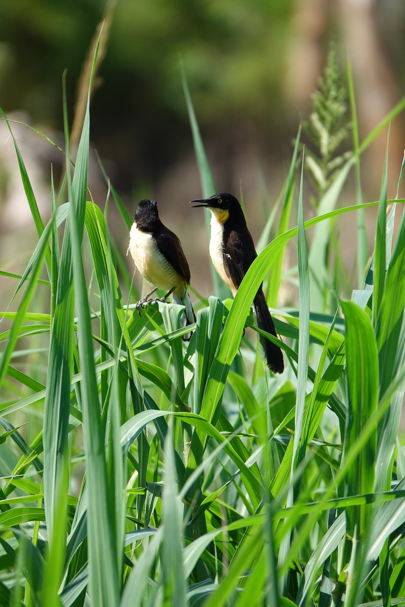 Donacobe à miroir - ML637883656