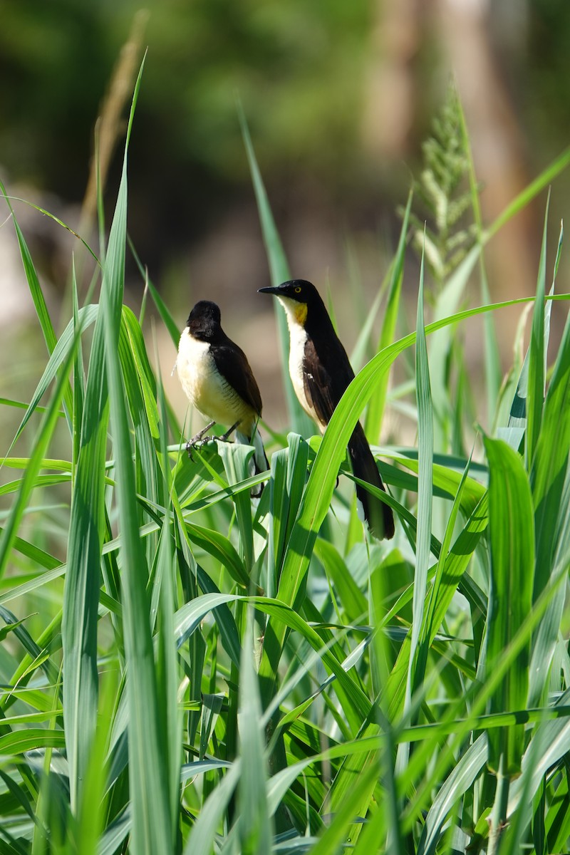 Donacobe à miroir - ML637883657
