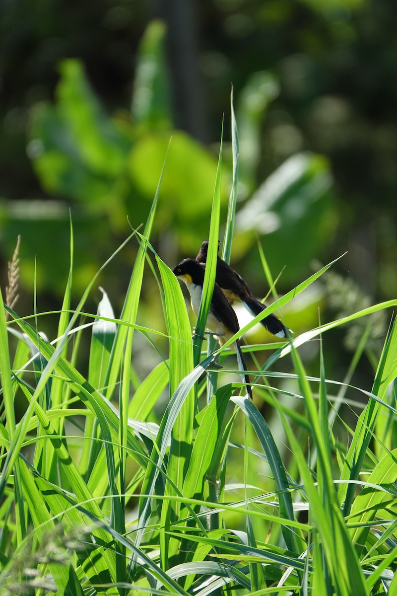 Donacobe à miroir - ML637883658