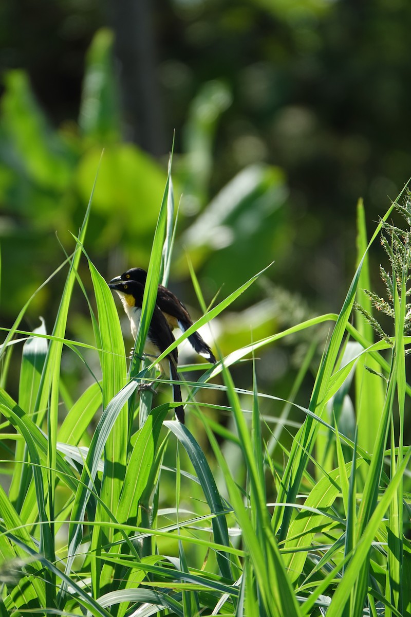 Donacobe à miroir - ML637883659