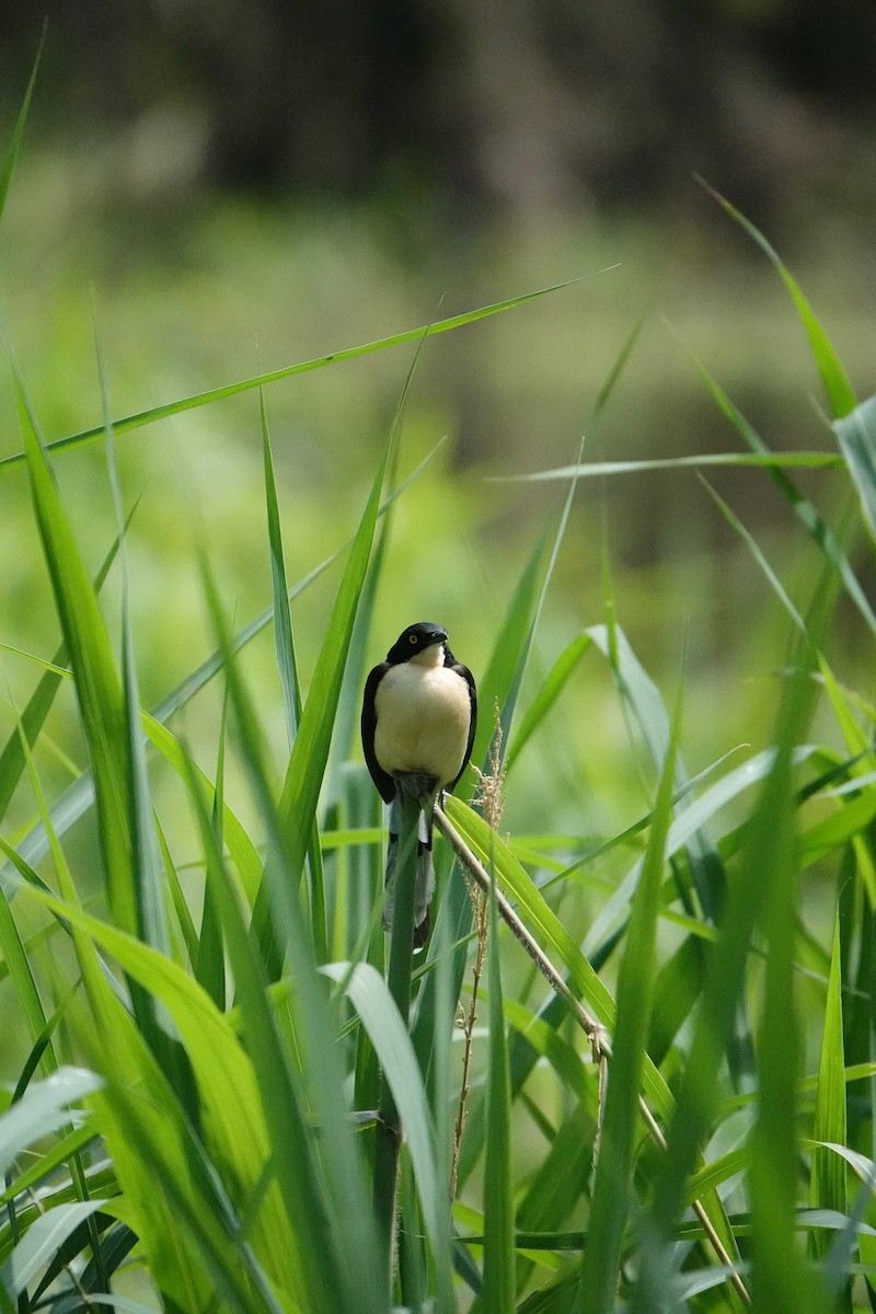 Donacobe à miroir - ML637883660