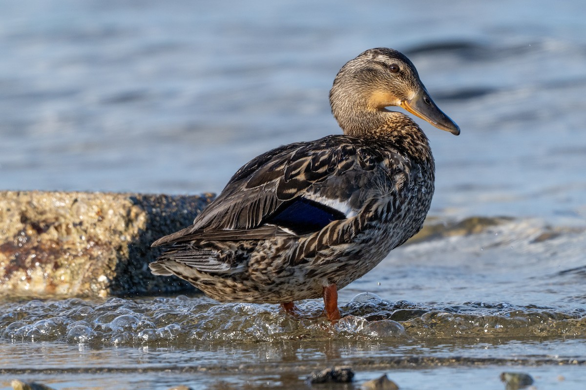Mallard - ML637883669