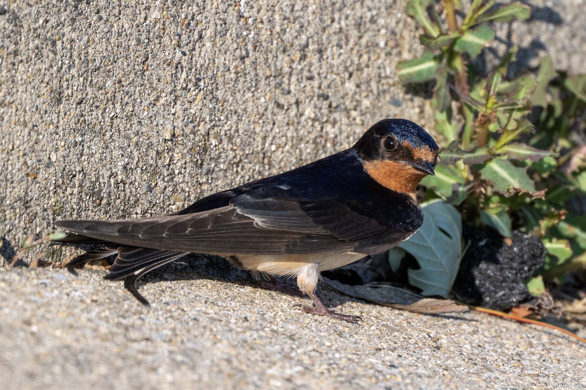Barn Swallow - ML637883697