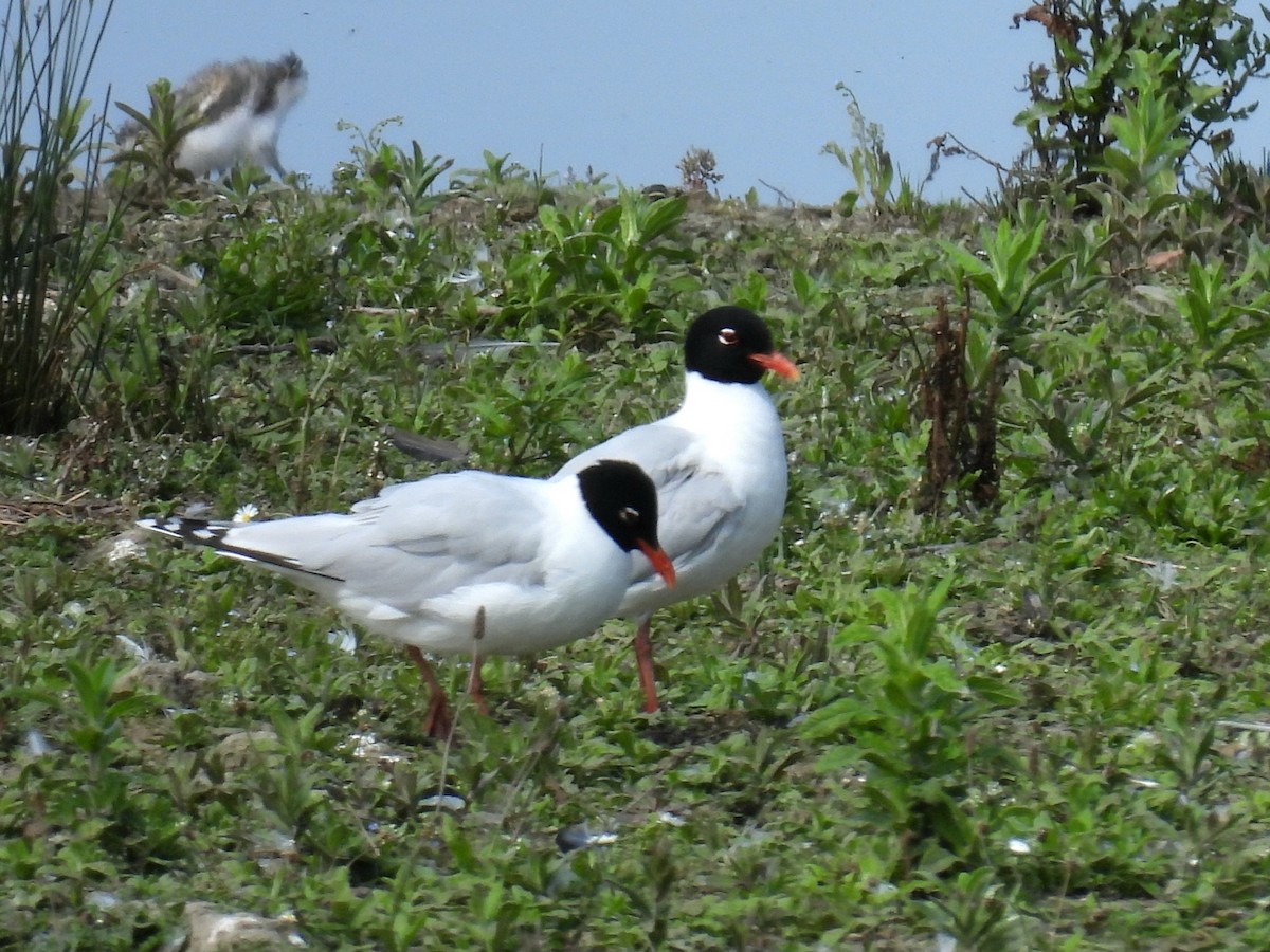Mediterranean Gull - ML637883756