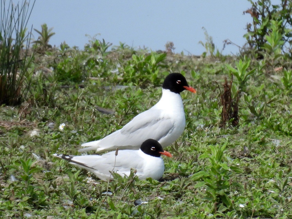 Mediterranean Gull - ML637883757