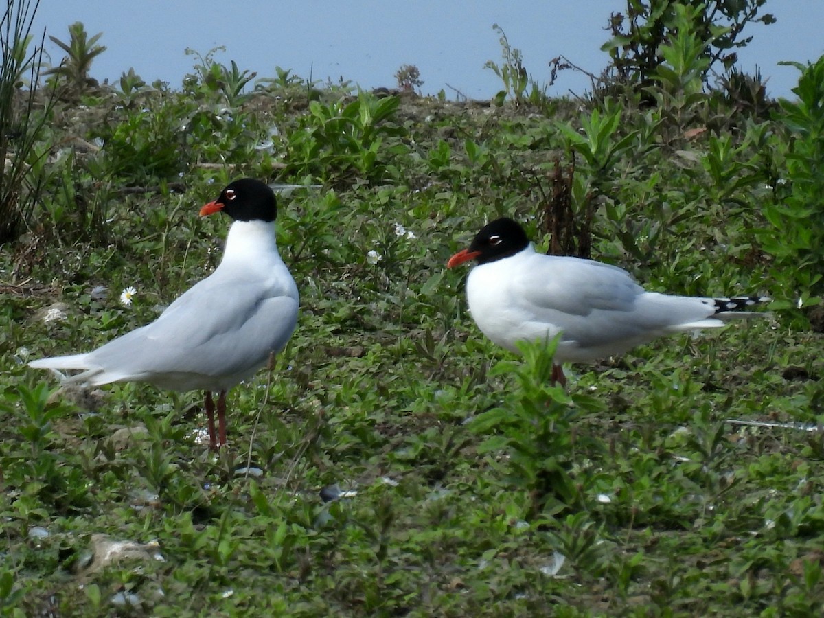 Mediterranean Gull - ML637883758