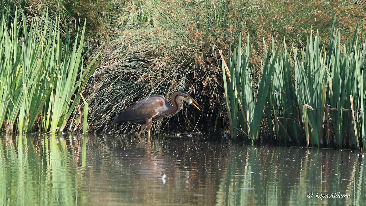 Зээрд дэглий - ML637883771