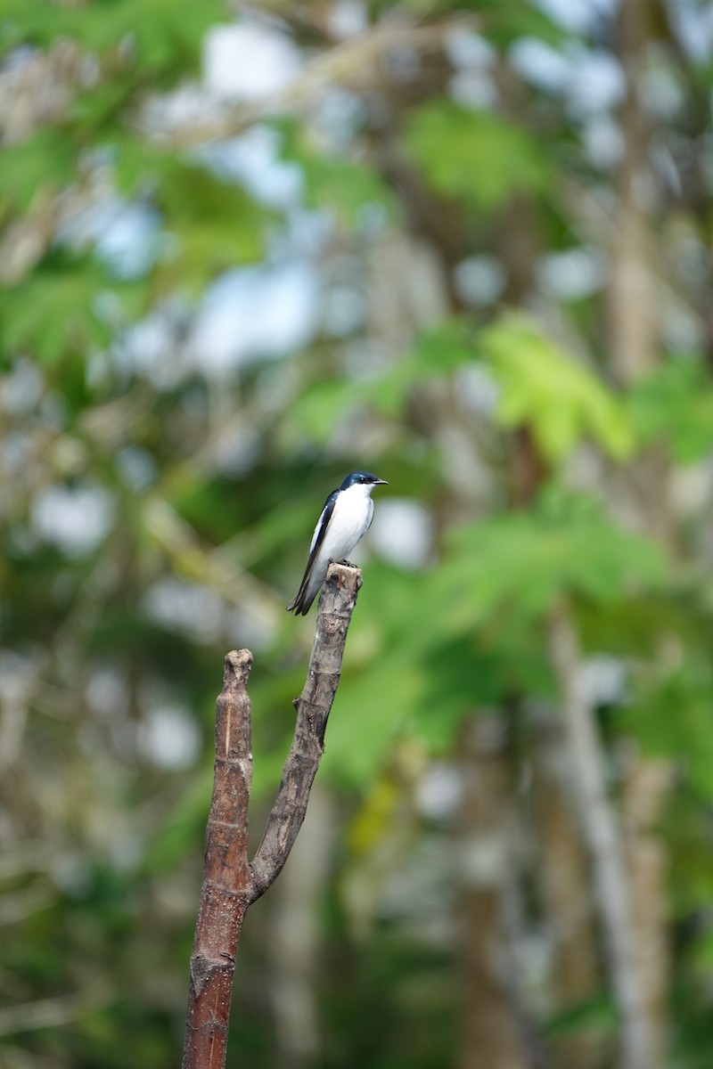 Hirondelle à ailes blanches - ML637883783