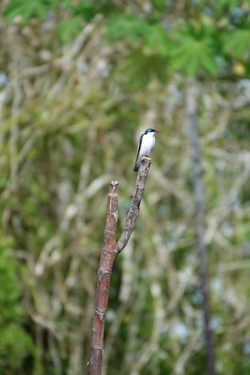 Hirondelle à ailes blanches - ML637883784
