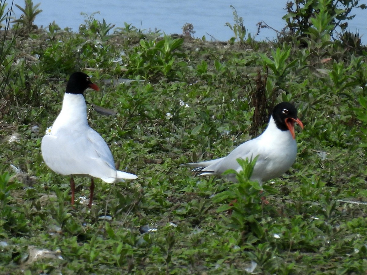 Mediterranean Gull - ML637883791