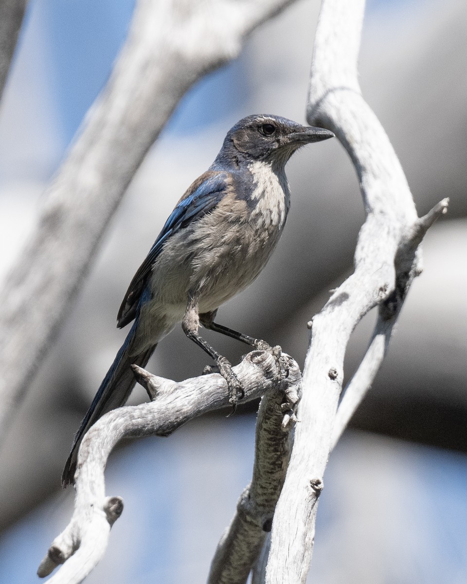 California Scrub-Jay - ML637883839