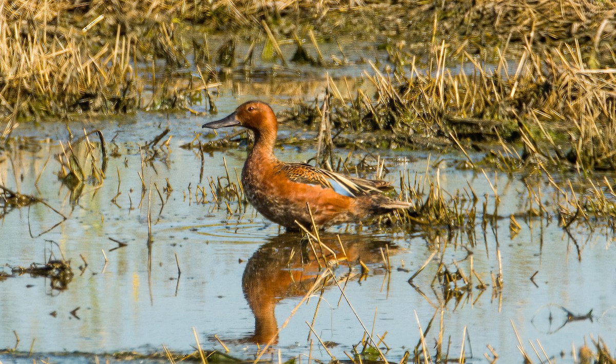 Cinnamon Teal - ML637883921