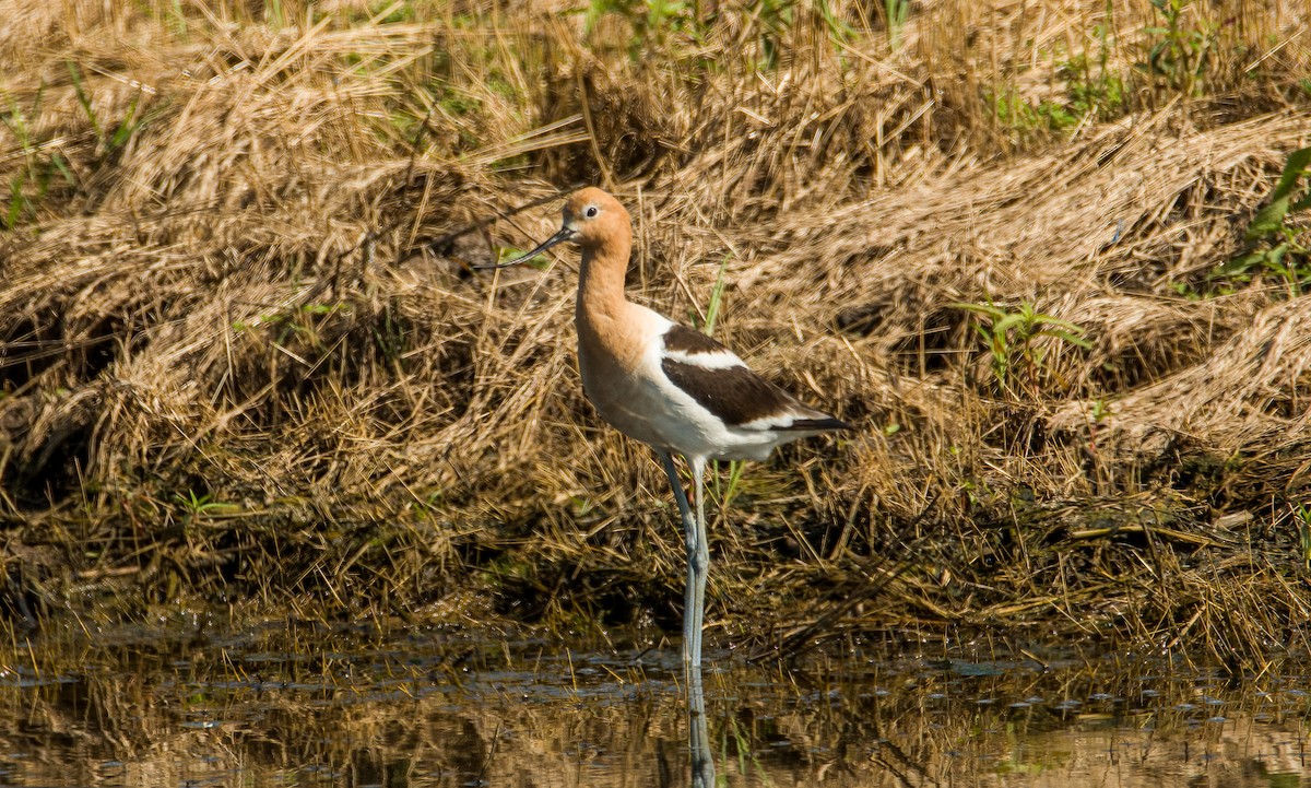 American Avocet - ML637883937