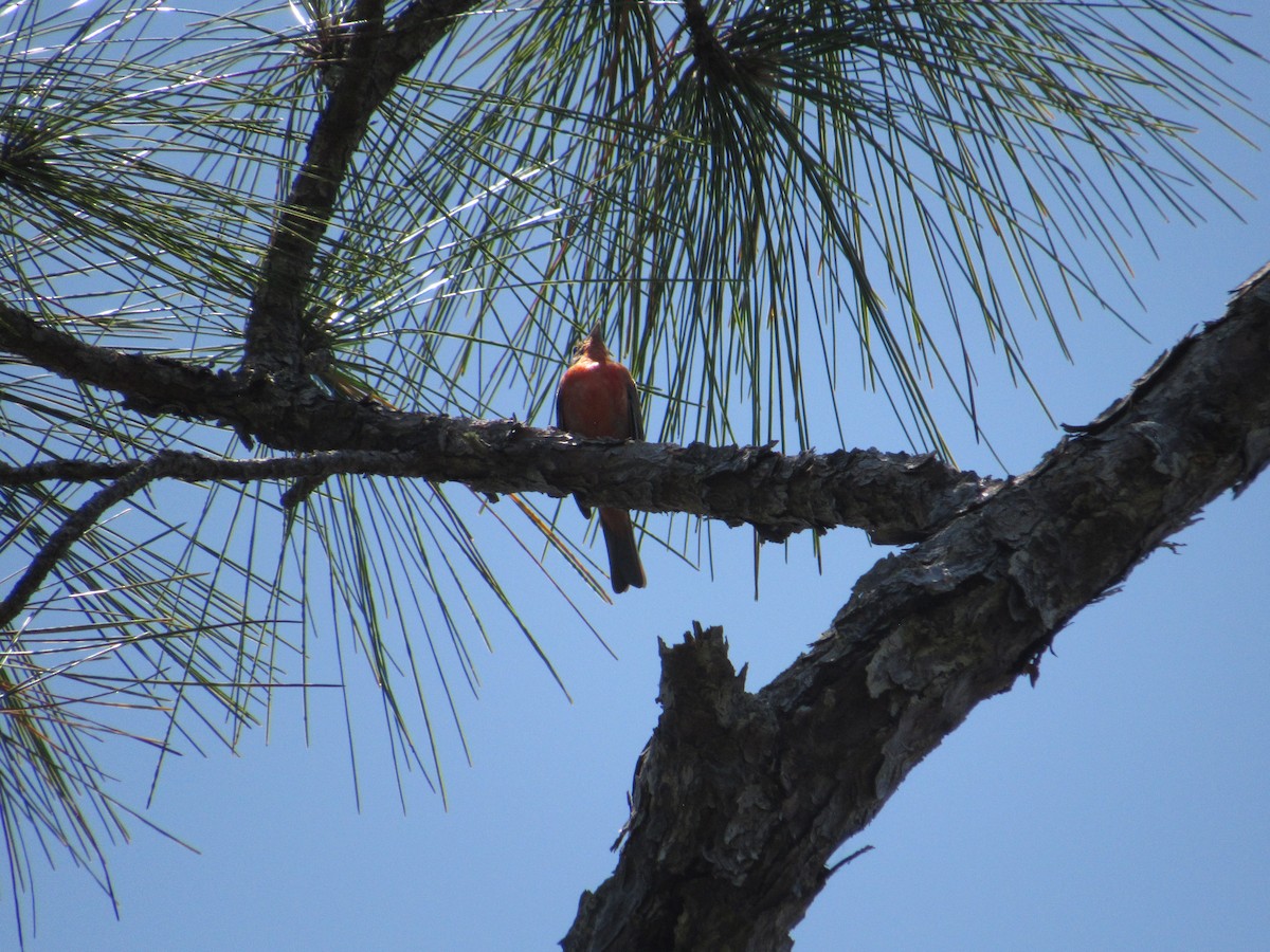 Painted Bunting - ML637883941