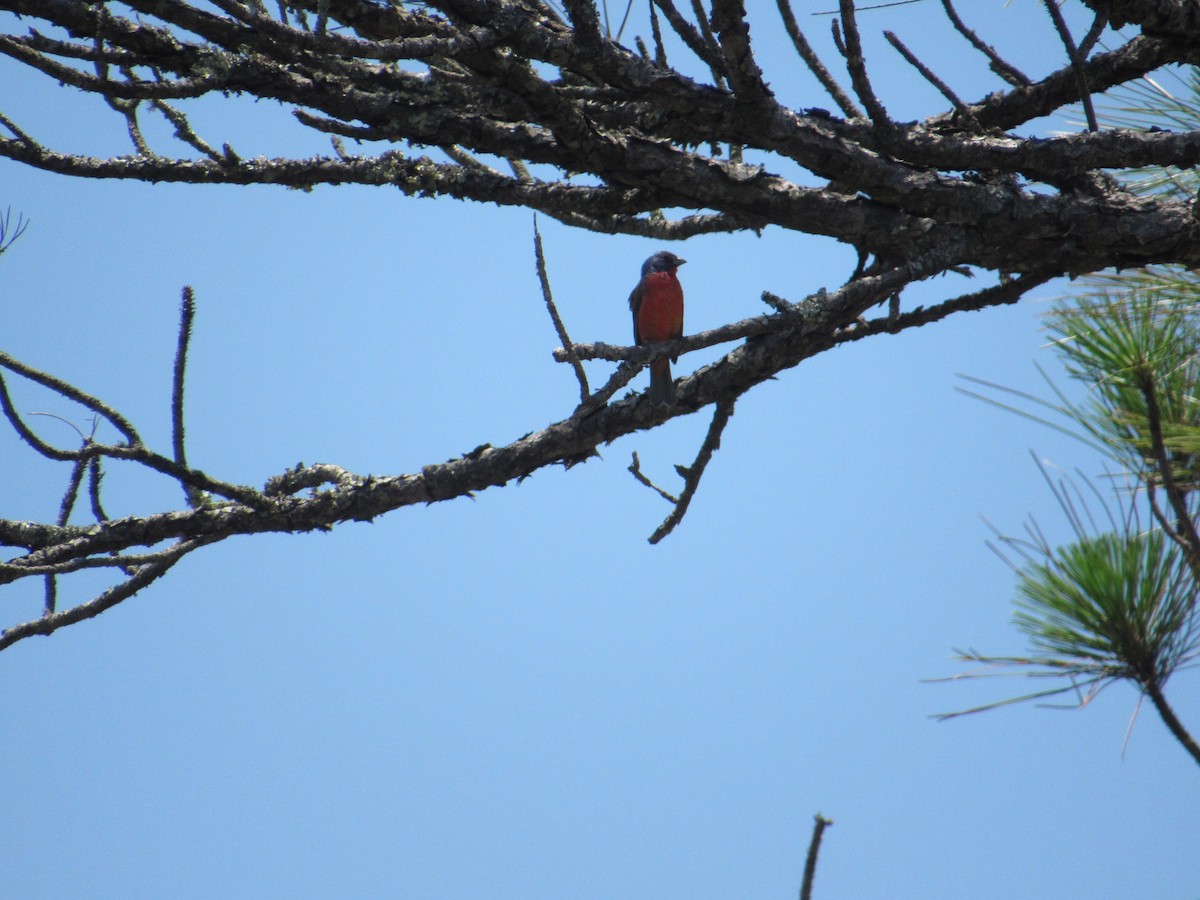 Painted Bunting - ML637883942