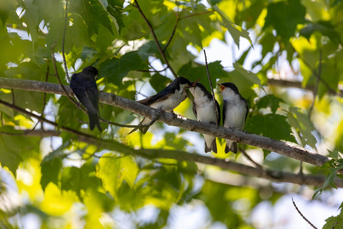 Tree Swallow - ML637883944