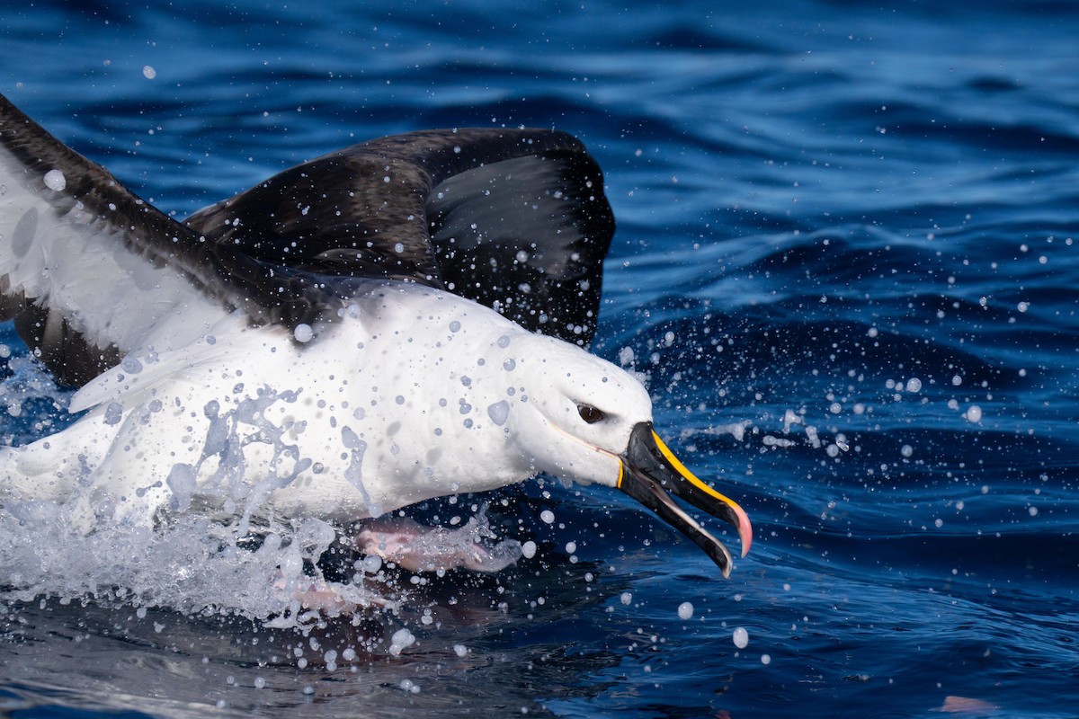 Indian Yellow-nosed Albatross - ML637883955
