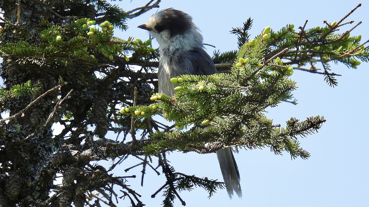Canada Jay - ML637883994