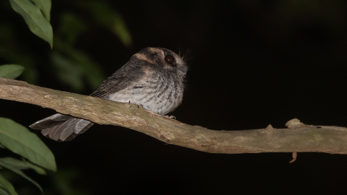 オーストラリアズクヨタカ - ML637884019