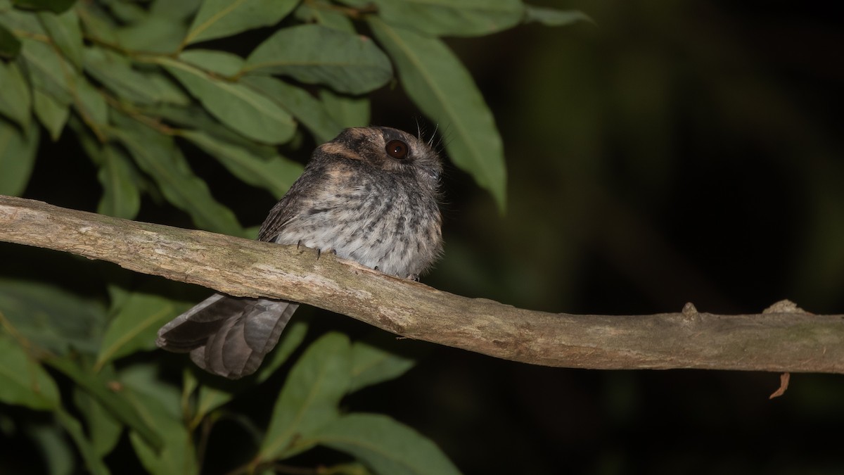 オーストラリアズクヨタカ - ML637884020