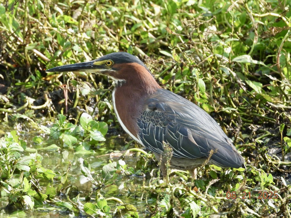 Green Heron - ML637884033