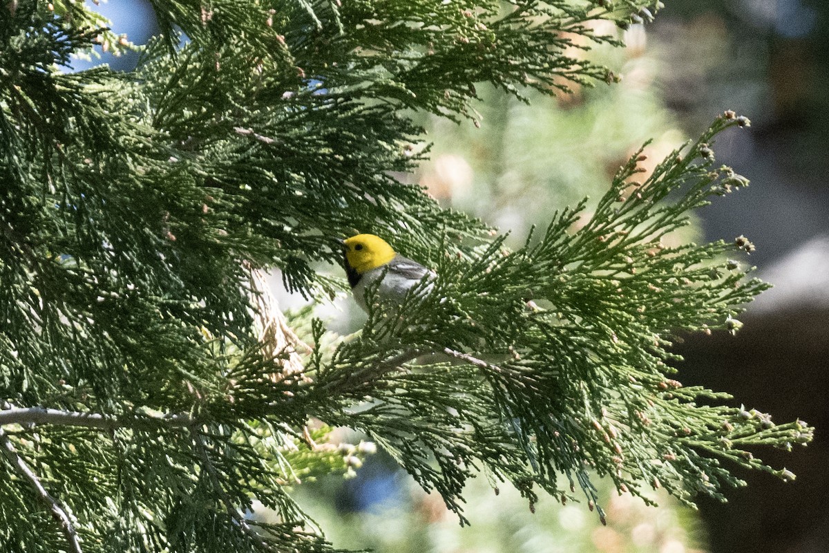 Hermit Warbler - ML637884070