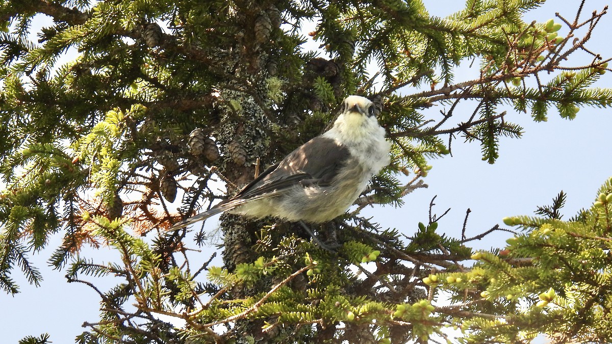 Canada Jay - ML637884114