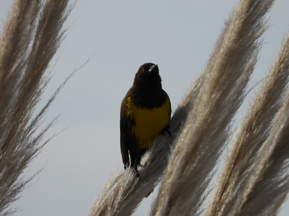 Brown-and-yellow Marshbird - ML637884139