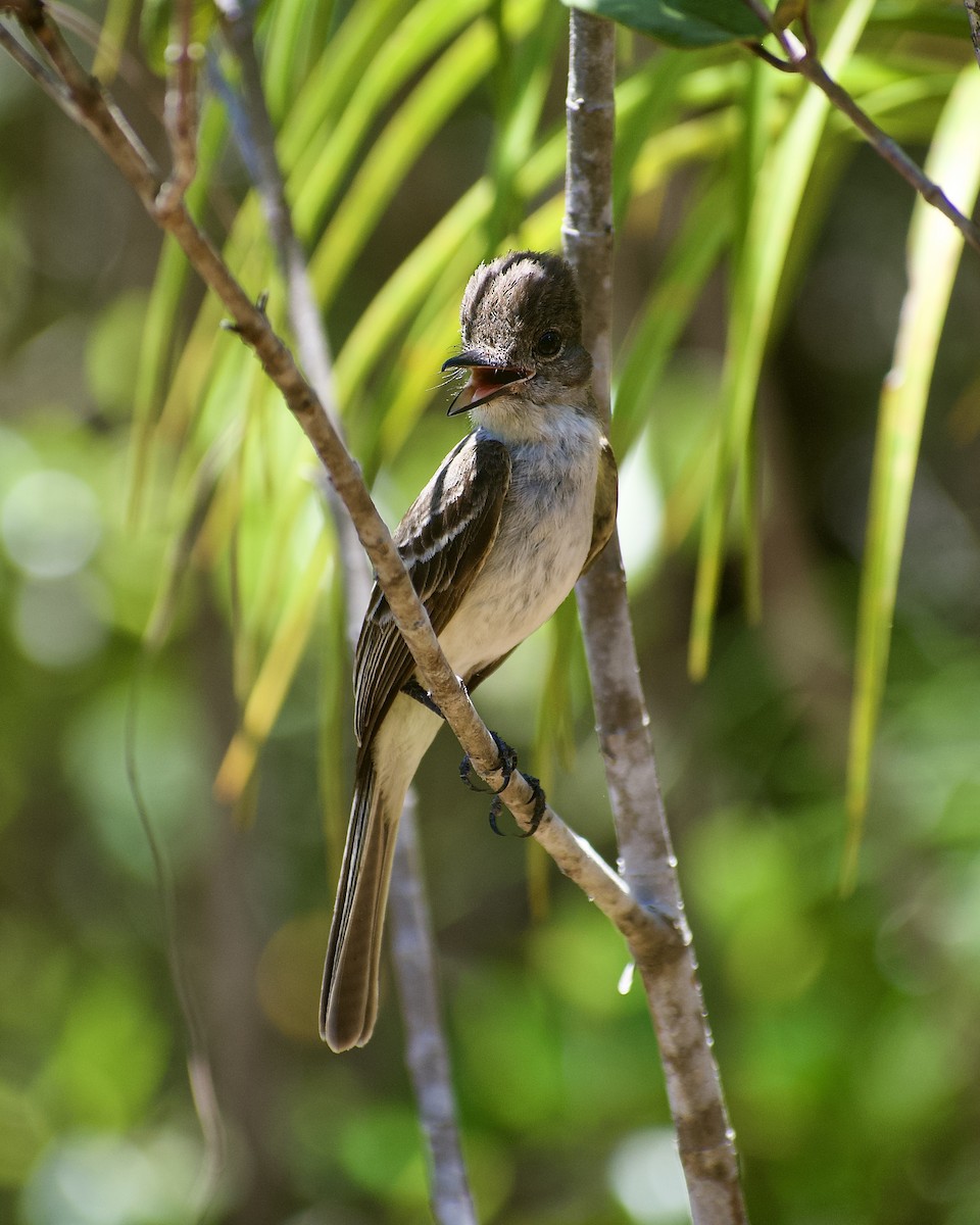 La Sagra's Flycatcher - ML637884245