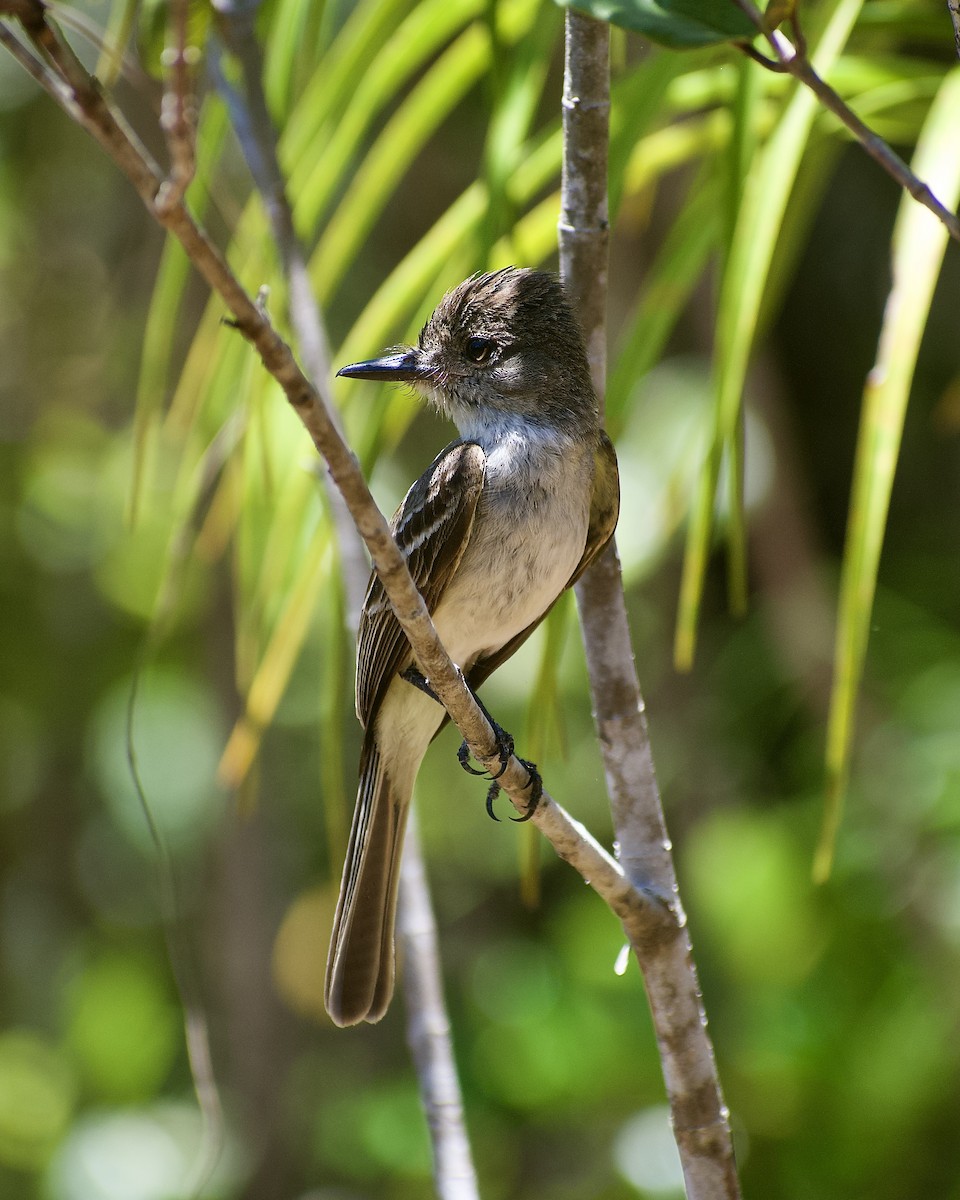 La Sagra's Flycatcher - ML637884266