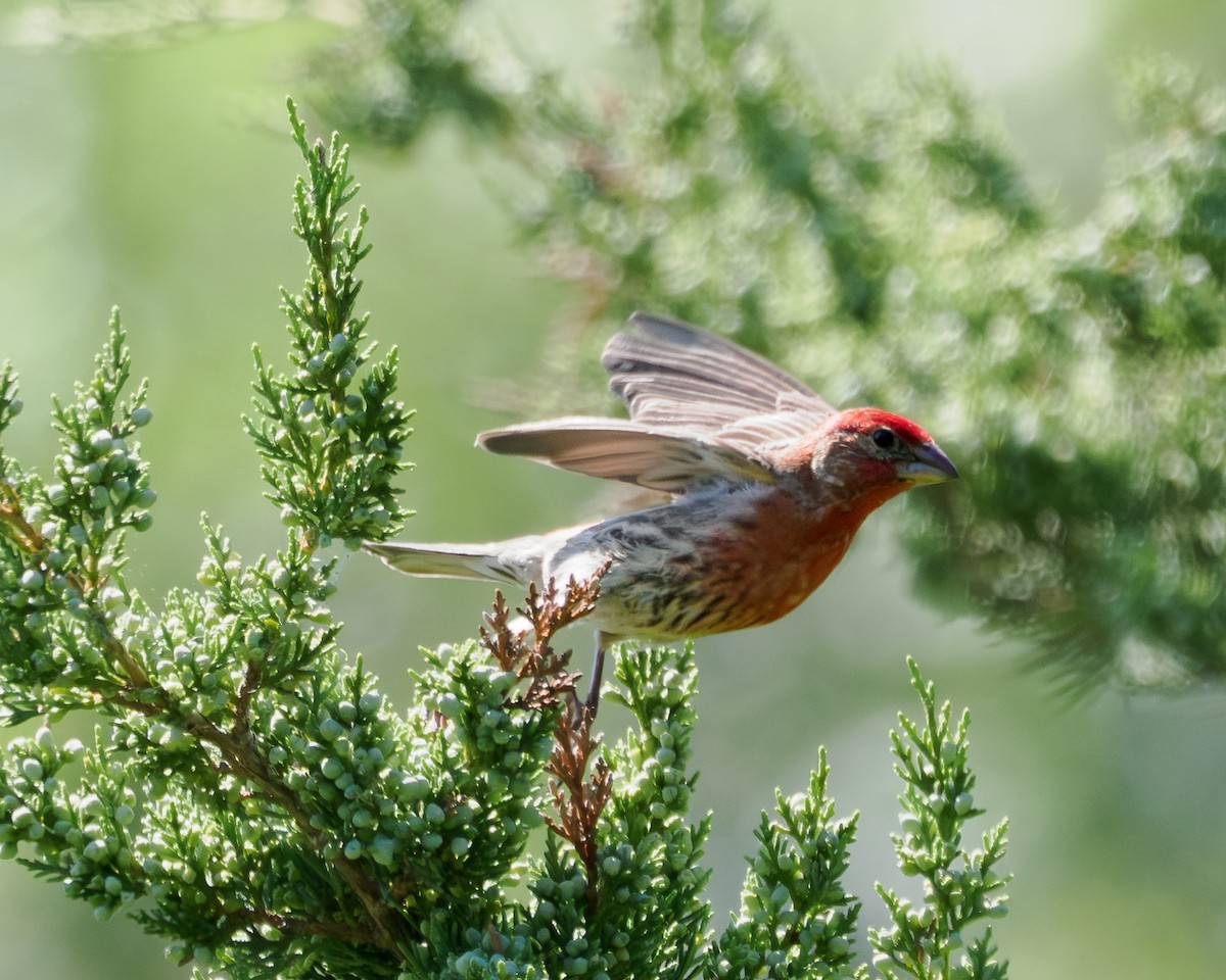 House Finch - ML637884291