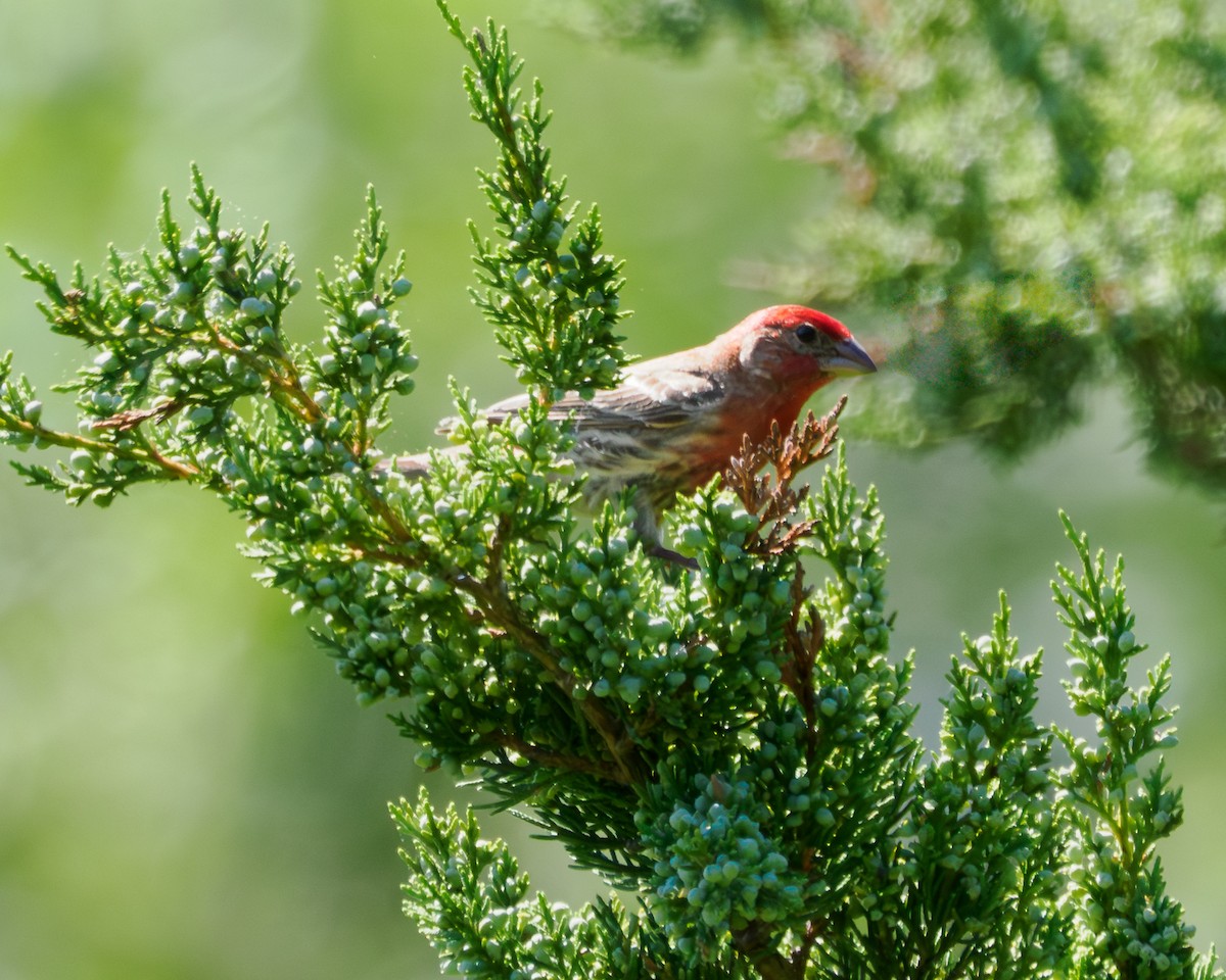 House Finch - ML637884292