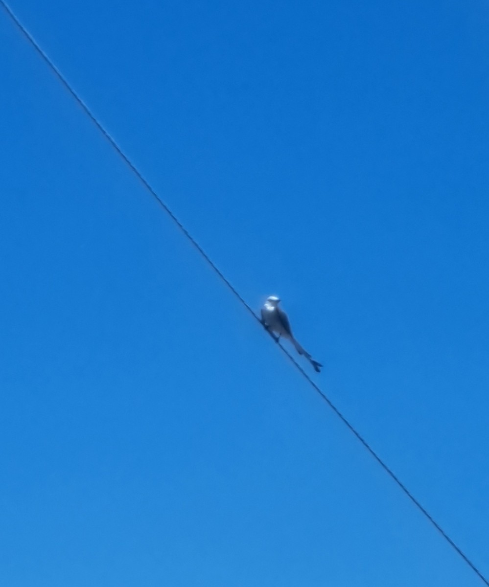 Scissor-tailed Flycatcher - ML637884310