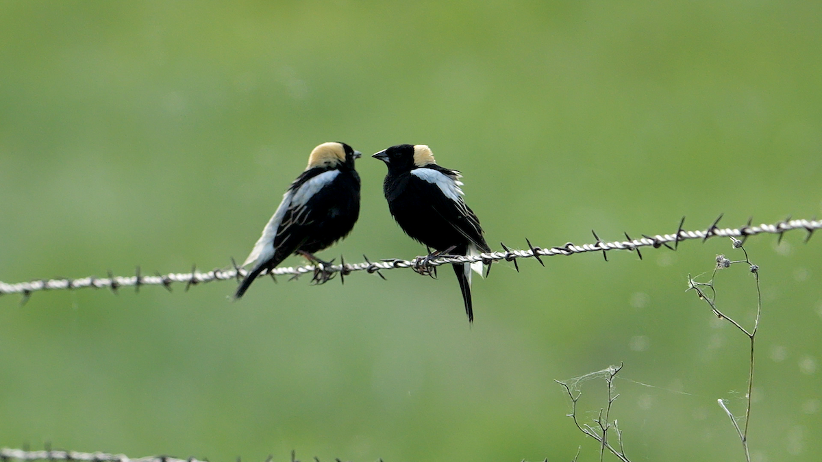 bobolink americký - ML637884327