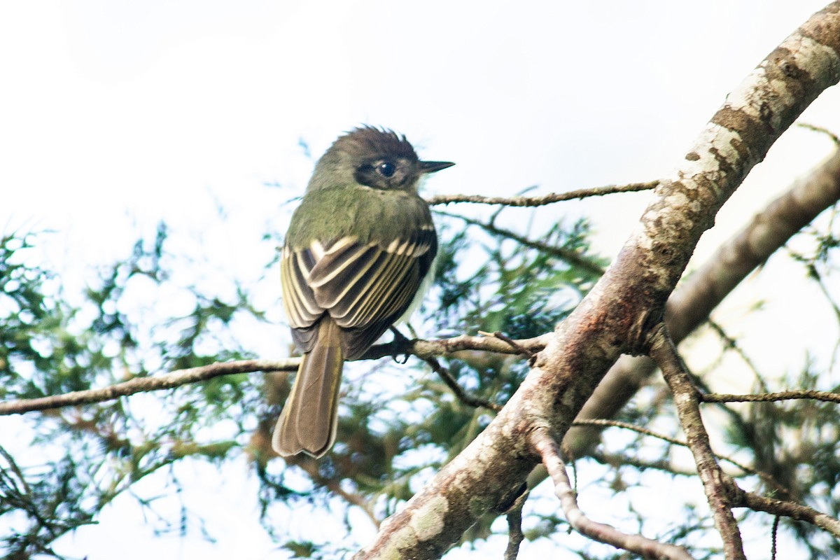 Sepia-capped Flycatcher - ML637884331