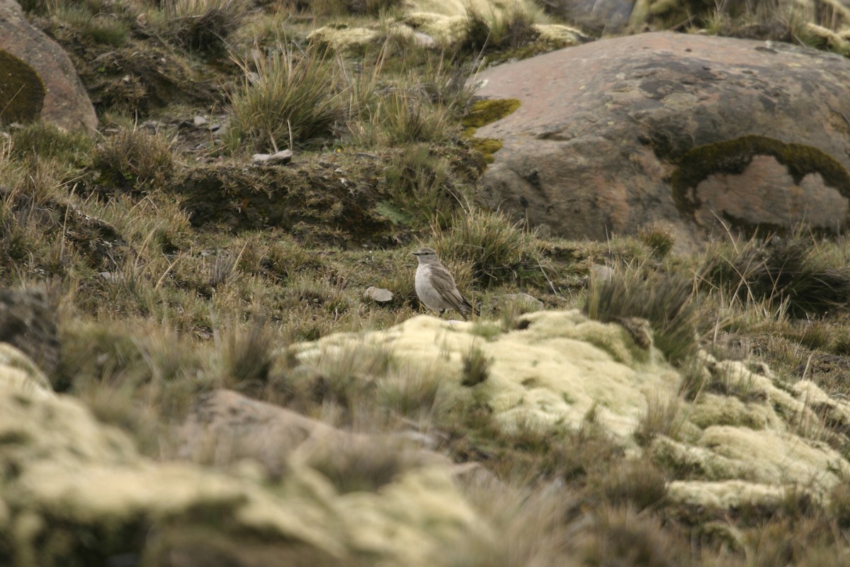 Ochre-naped Ground-Tyrant - ML637884353