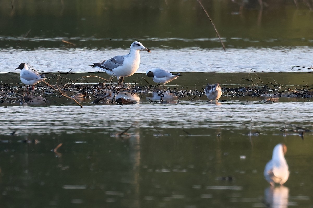 Pallas's Gull - ML637884359