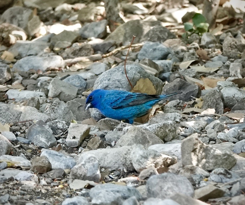 Indigo Bunting - ML637884364