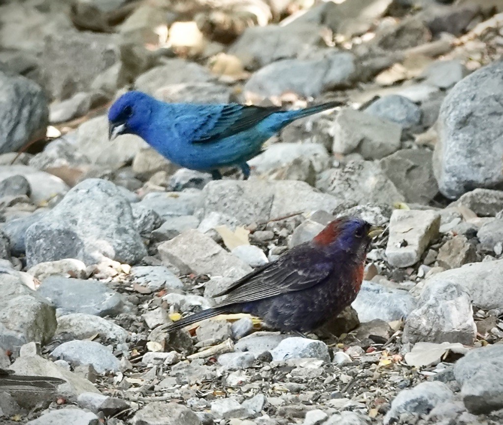 Indigo Bunting - ML637884365