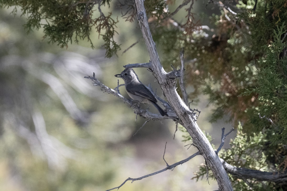 Juniper Titmouse - ML637884384