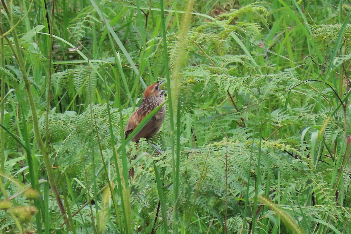 Cape Grassbird - ML637884413