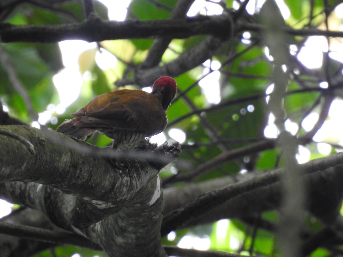 Rufous-winged Woodpecker - ML637884434