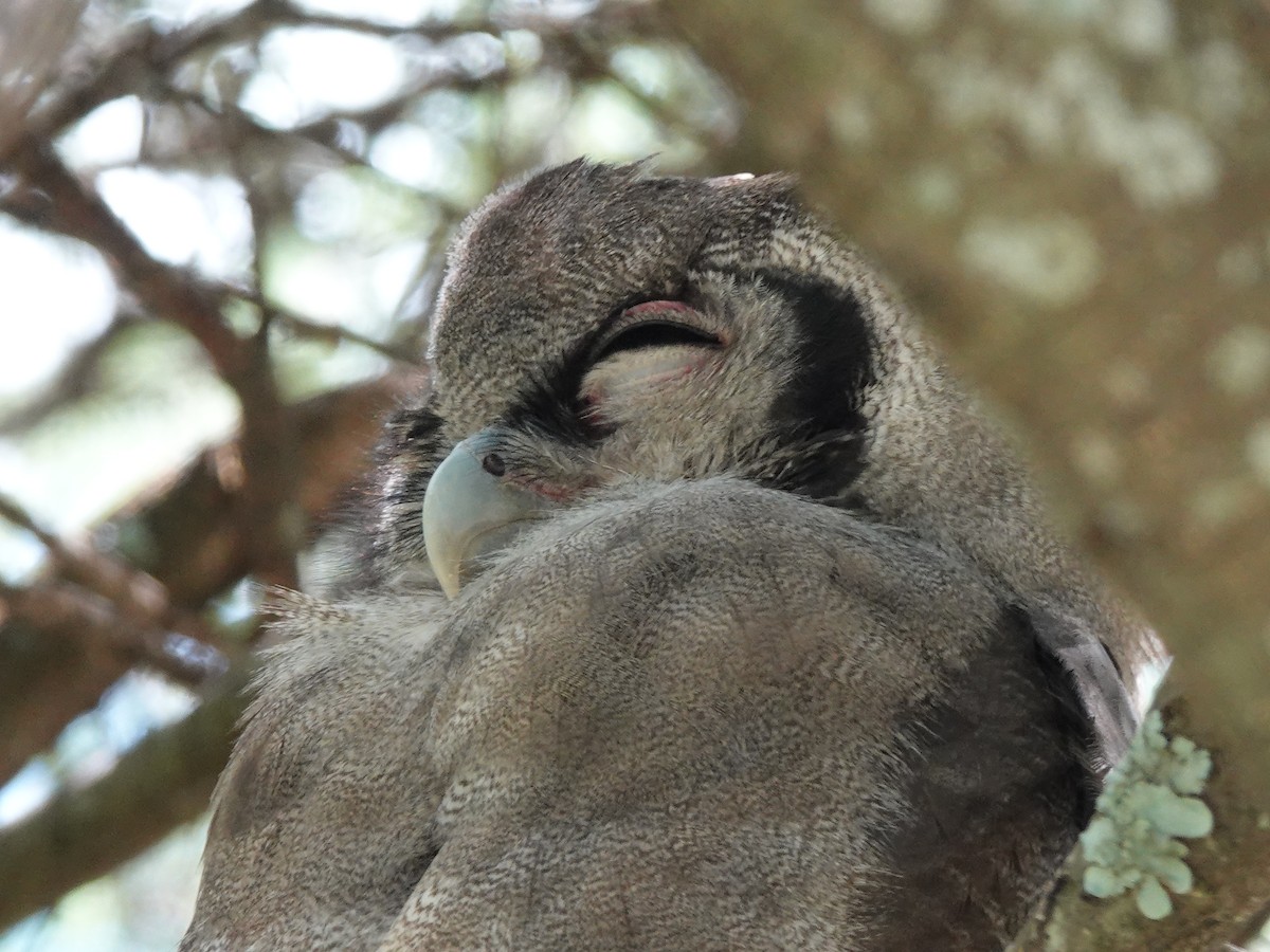 Verreaux's Eagle-Owl - ML637884446