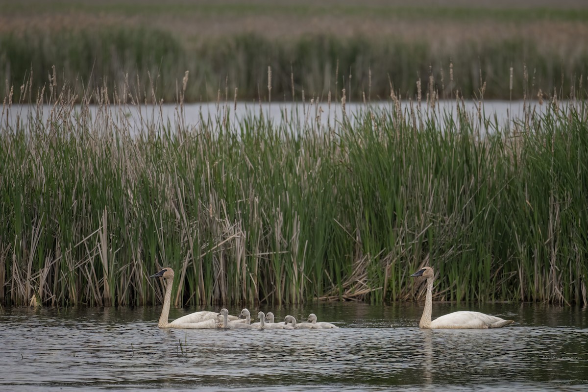 Trumpeter Swan - ML637884492