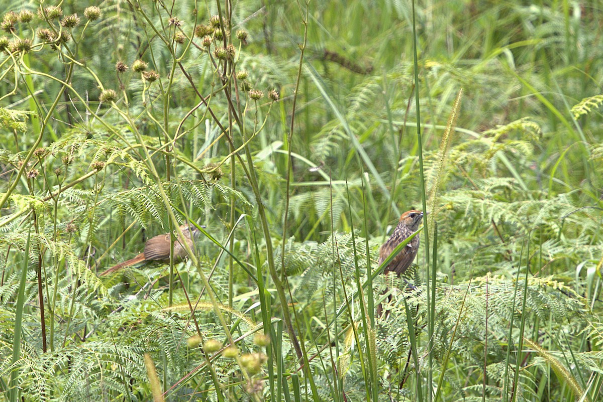 Cape Grassbird - ML637884511