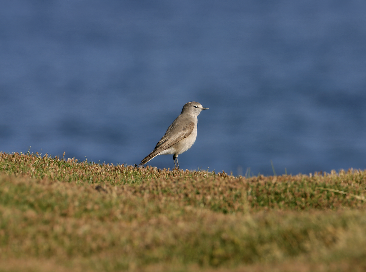 Ochre-naped Ground-Tyrant - ML637884526