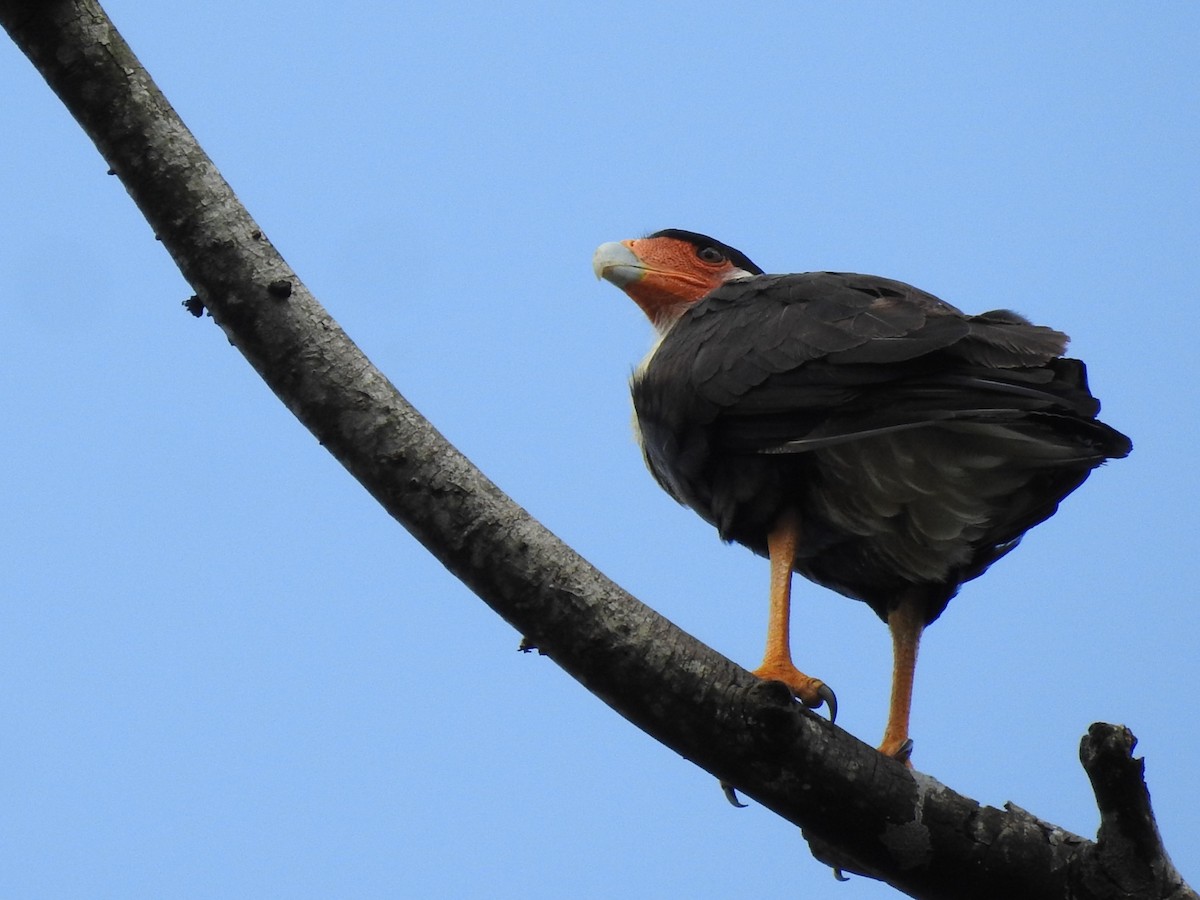 Crested Caracara (Northern) - ML637884554
