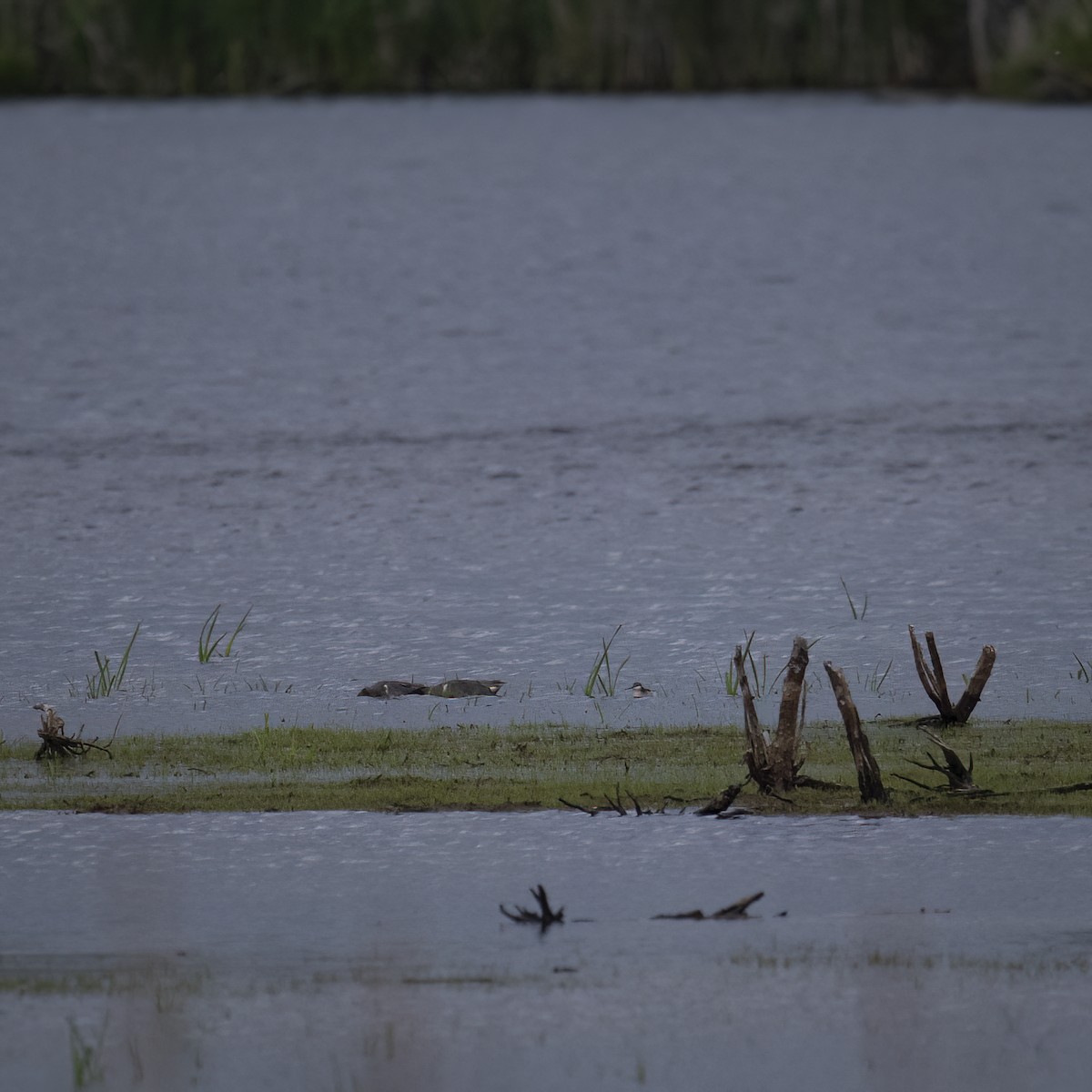 Wilson's Phalarope - ML637884668