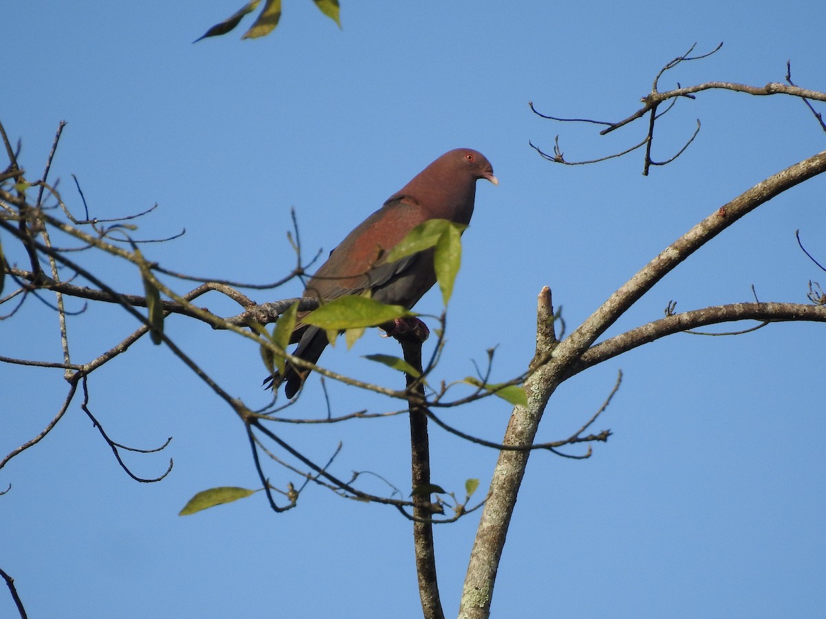 Red-billed Pigeon - ML637884703